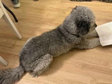 Sarge reading TESTED